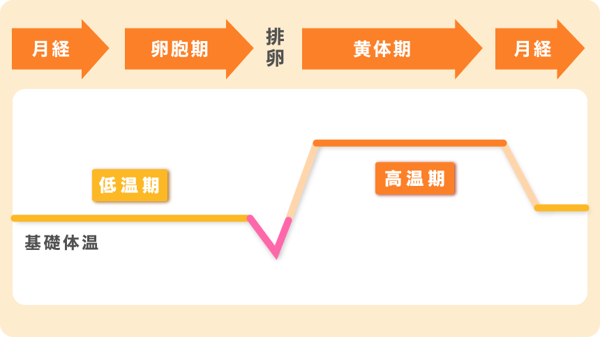 基礎体温の体温変化のグラフ