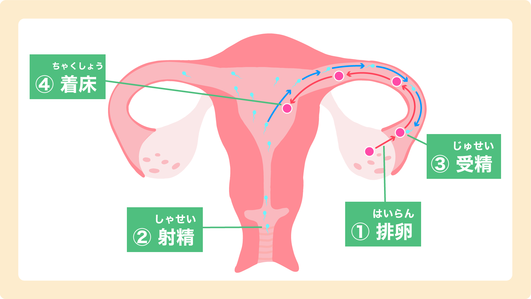 妊娠の仕組みの図