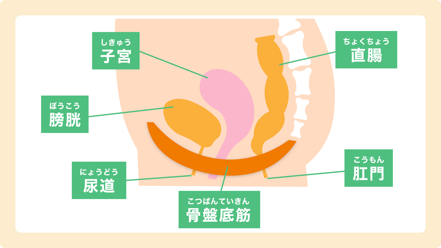 骨盤底筋の説明図