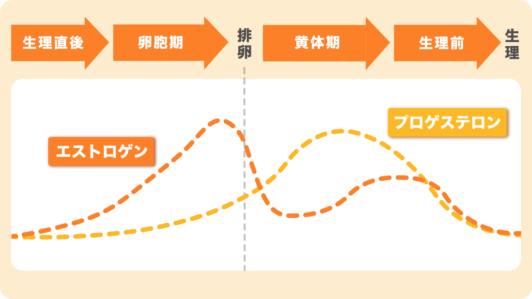 生理から次の生理までの女性ホルモンの変動図