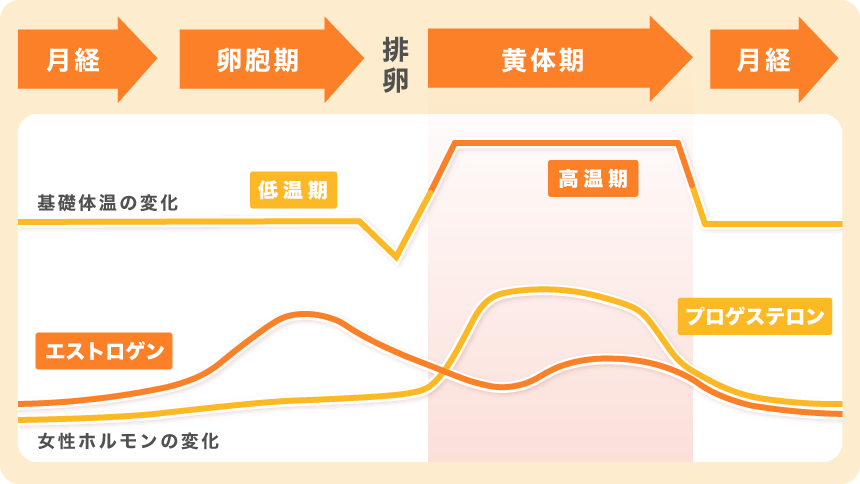 基礎体温と女性ホルモンの変化の図