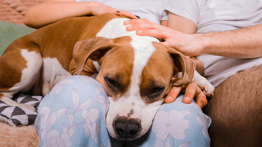 カップルの膝もとでうなだれる犬